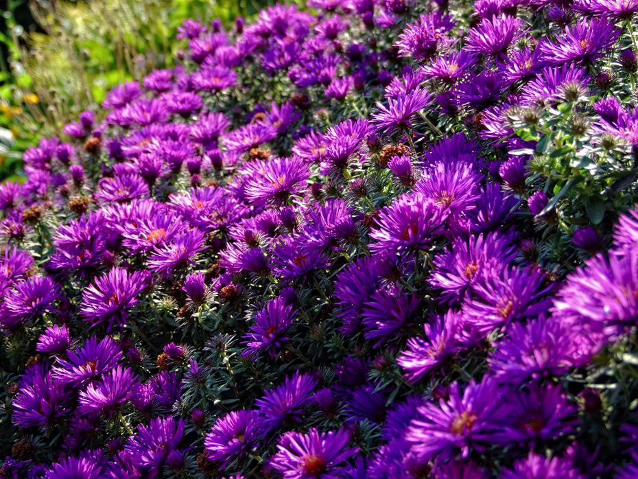 Blumenmeer im Missouri Botanical Garden, St. Louis, MO