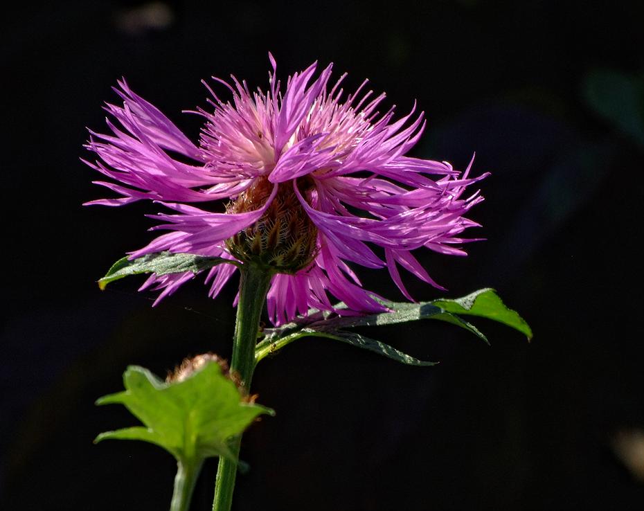 Blume, Missouri Botanical Garden, St. Louis, MO
