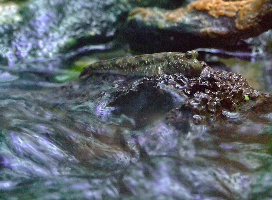 Lungenfisch, Missouri Botanical Garden, St. Louis, MO