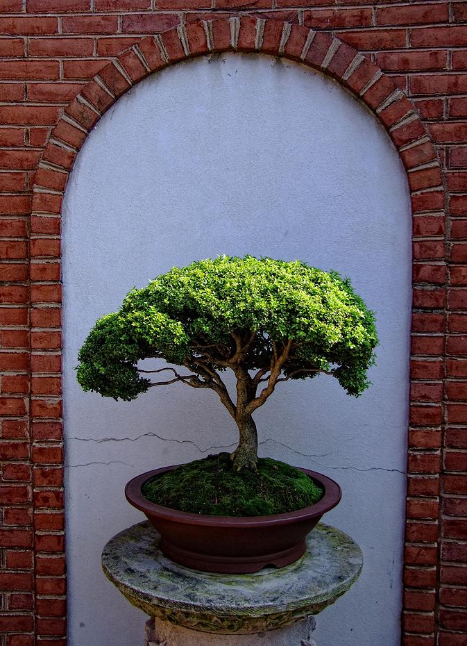 Bonsai, Missouri Botanical Garden, St. Louis, MO