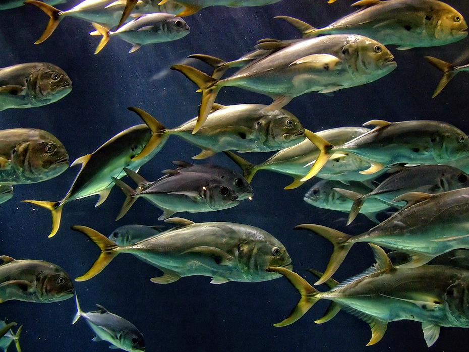 Fischschwarm im Georgia Aquarium, Atlanta, GA