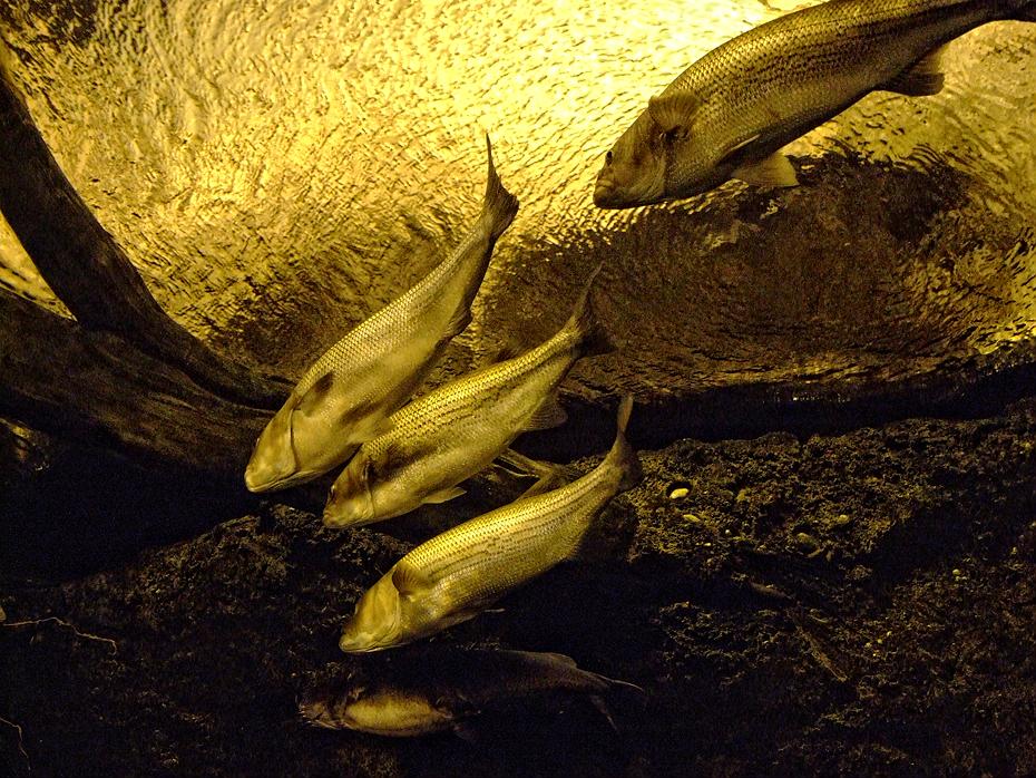 Fische im Fluß des Georgia Aquariums, Atlanta, GA