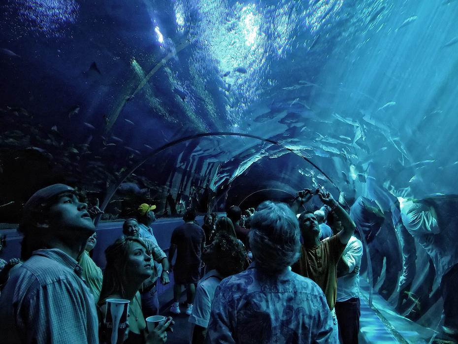 Tunnel im Riesenbecken des Georgia Aquariums, Atlanta, GA