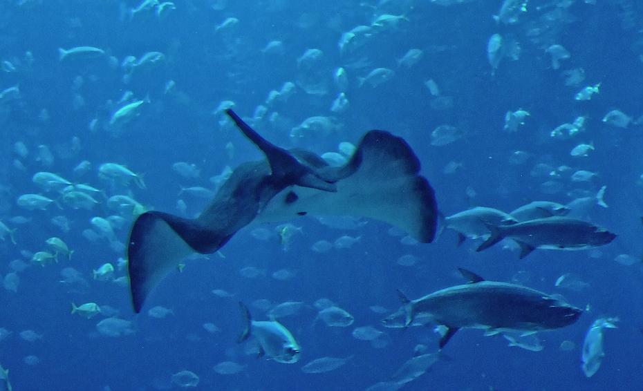 Manta im Georgia Aquarium, Atlanta, GA