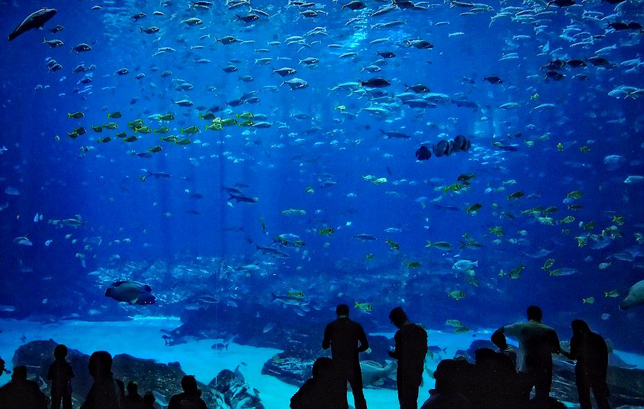 Große Galswand im Georgia Aquarium, Atlanta, GA