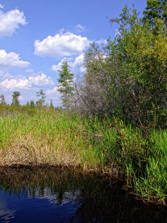 Kanal im Okefenokee Swap, GA