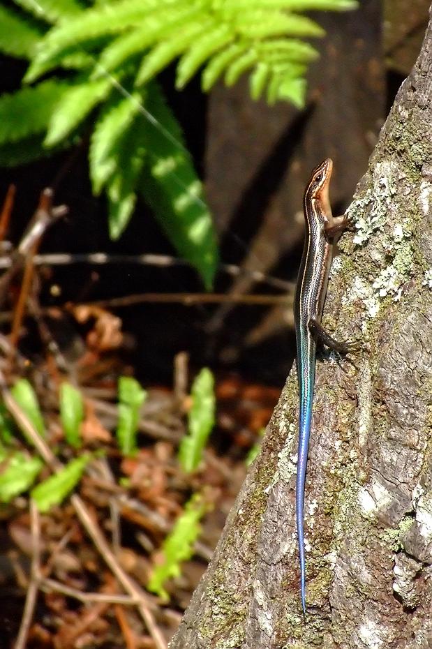 Skink im Okefenokee Swap, GA