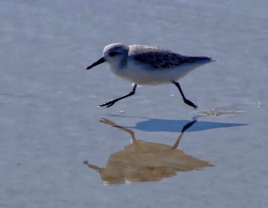 Vogel am Strand beim Fort Mantanza NM, FL
