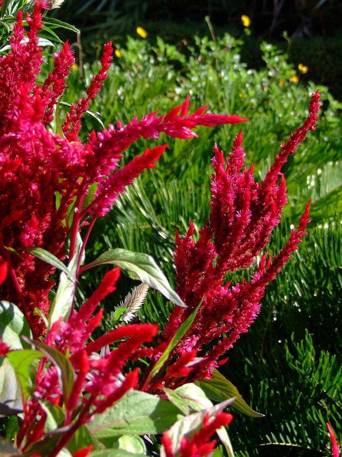 Blumen im Bok Tower Sanctuary, FL