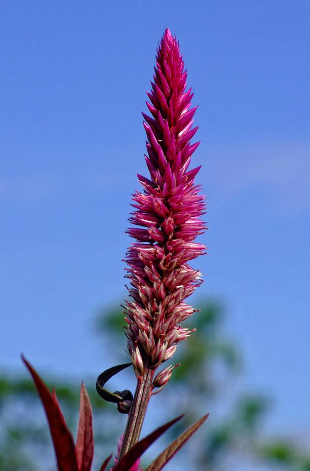 Blüte im Bok Tower Sanctuary, FL