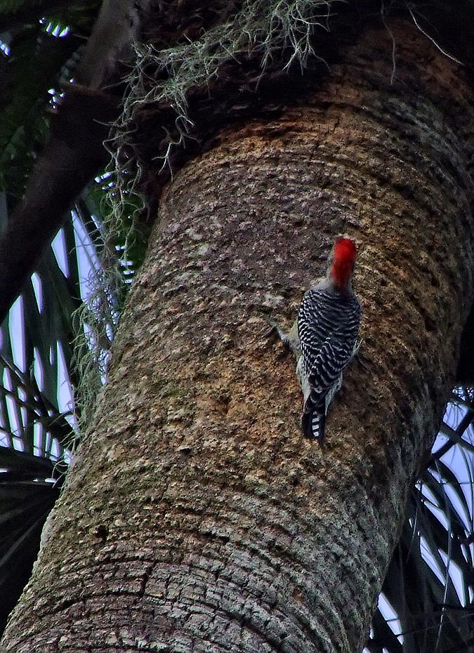 Specht im Bok Tower Sanctuary, FL