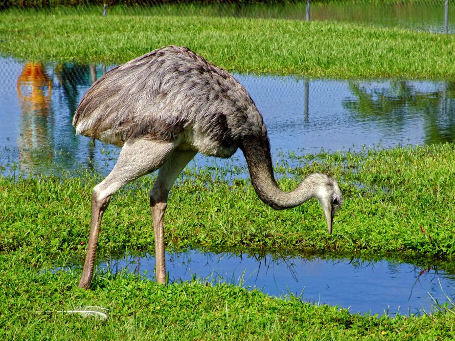 Emu im Lion Country Safari Park, West Palm Beach, FL
