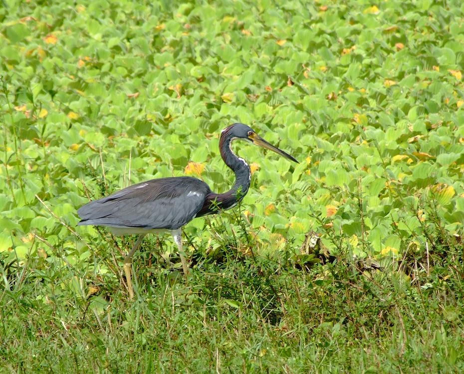 Vogel im Lion Country Safari Park, West Palm Beach, FL