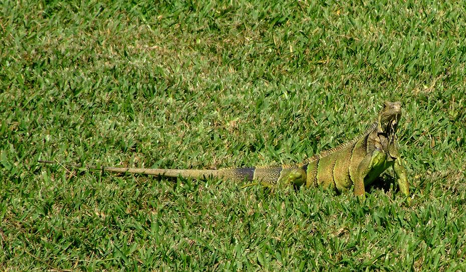Freier Leguan im Miami Seaquarium, Miami, FL
