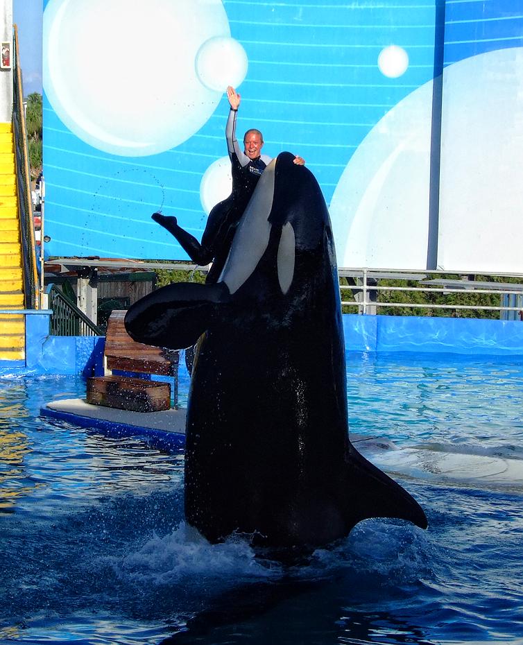 Killerwal im Miami Seaquarium, Miami, FL