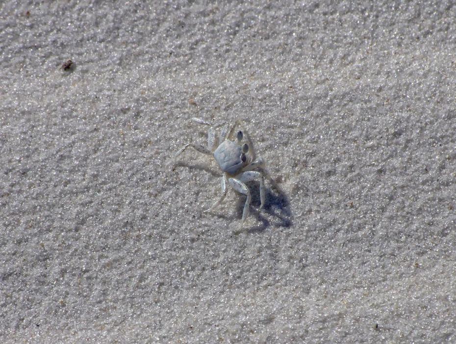 Krabbe am Pensacola Beach, FL