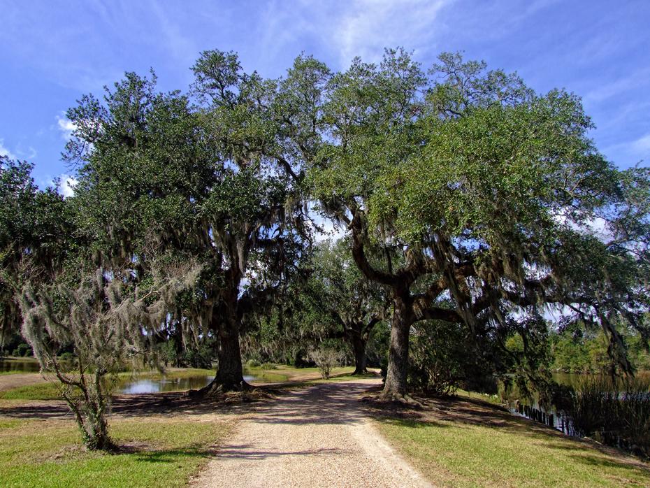 Bäume am Rundweg im Jungle Gardens, Avery Island, LA