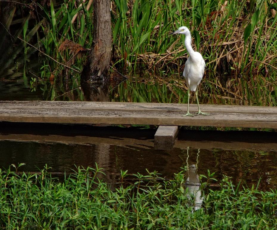 Vogel im Jungle Gardens, Avery Island, LA