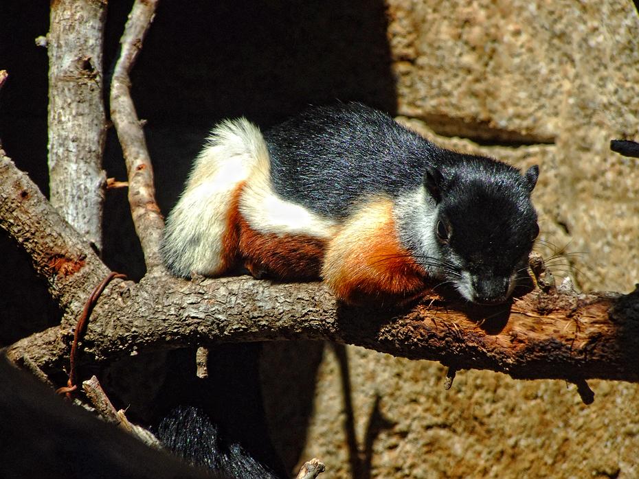 3färbiges Hörnchen im San Antonio Zoo, San Antonio, TX