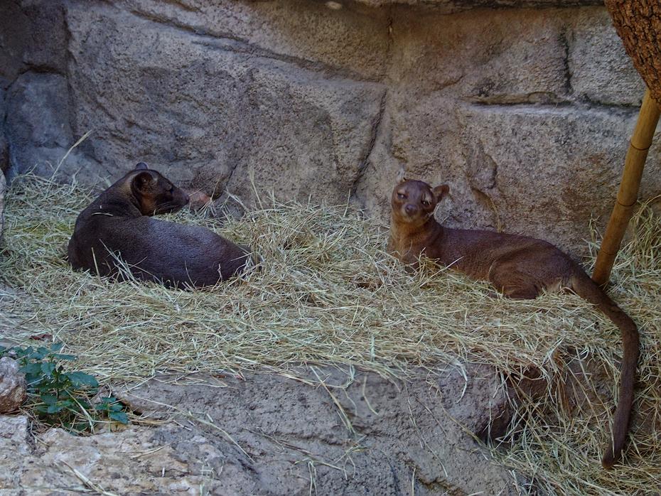 Fossas im San Antonio Zoo, San Antonio, TX