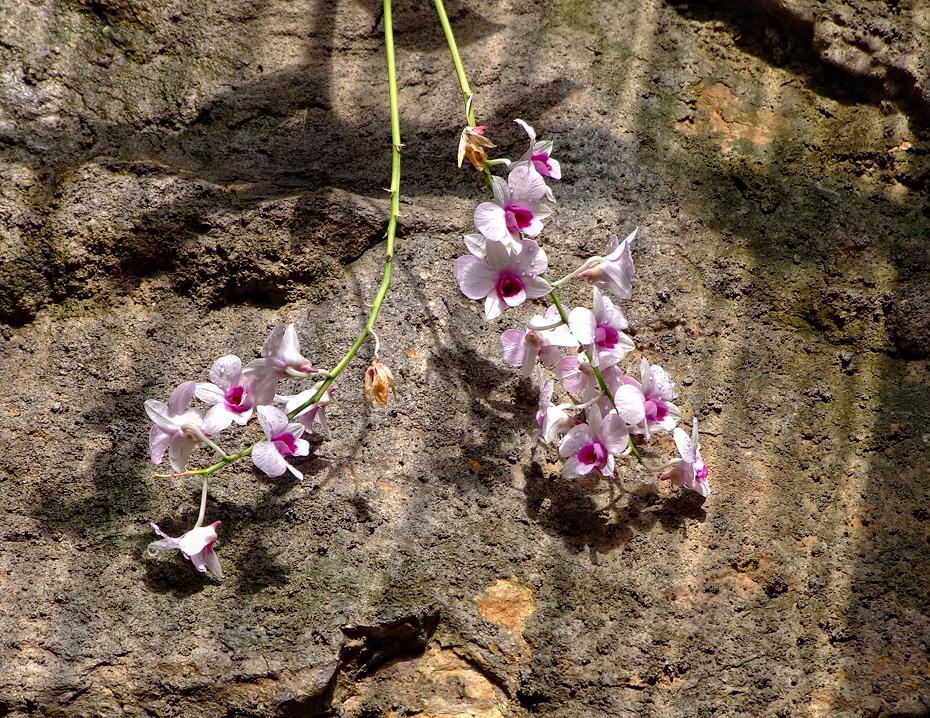 Orchideen im San Antonio Zoo, San Antonio, TX