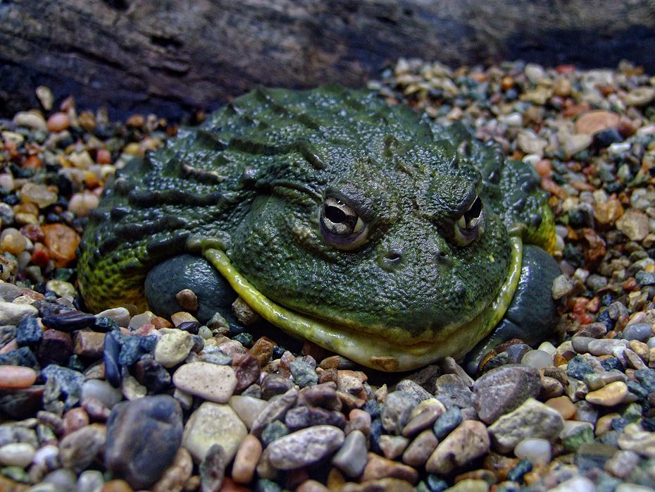 Kröte im San Antonio Zoo, San Antonio, TX
