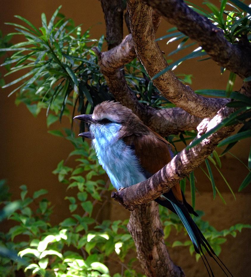 Vogel im San Antonio Zoo, San Antonio, TX