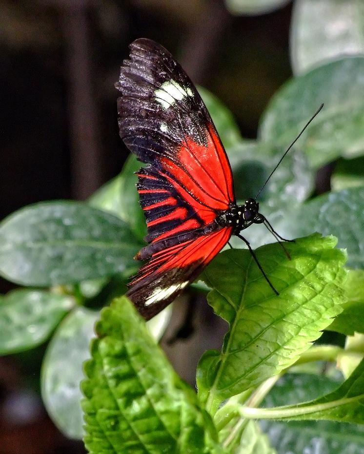 Schmetterling im San Antonio Zoo, San Antonio, TX