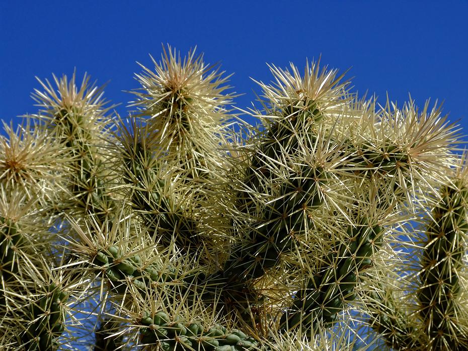 Teddy Bear Cholla im Saguaro NP, AZ