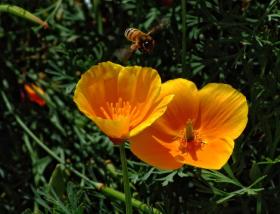 Biene mit Blumen, Denver Botanical Garden, Denver, CO