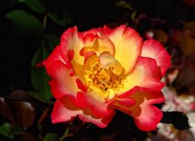 Rose, Denver Botanical Garden, Denver, CO