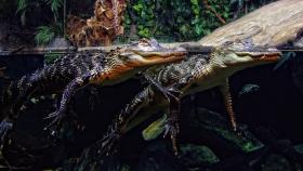 Alligatoren im Georgia Aquarium, Atlanta, GA