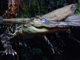Alligator im Georgia Aquarium, Atlanta, GA