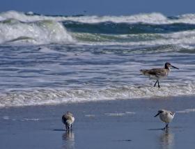 Vögel am Strand, Fort Mantanza NM, FL