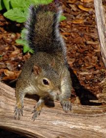 Eichhörnchen im Bok Tower Sanctuary, FL