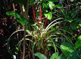Luftpflanze, Everglades NP, FL