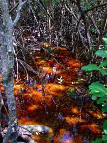 Überfluteter Wald im Everglades NP, FL