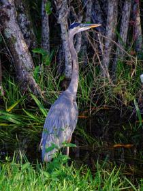 Reiher im Everglades NP, FL