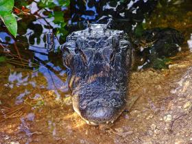 Alligator im Everglades NP, FL