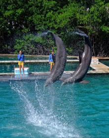 Delphine im Miami Seaquarium, Miami, FL