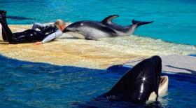 Delphin und Killerwal im Miami Seaquarium, Miami, FL