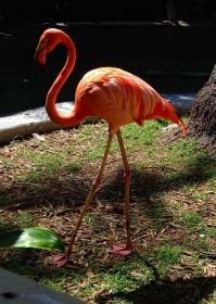 Flamingo im Miami Seaquarium, Miami, FL