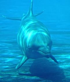Delphin im Miami Seaquarium, Miami, FL