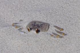 Krabbe am Pensacola Beach, FL