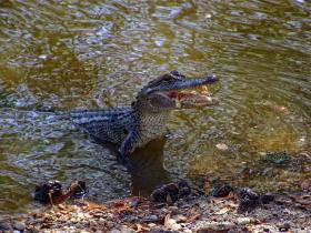 Alligator im Jungle Gardens, Avery Island, LA