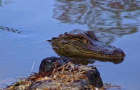 Alligator im Jungle Gardens, Avery Island, LA