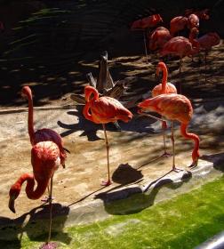 Flamingos im San Antonio Zoo, San Antonio, TX