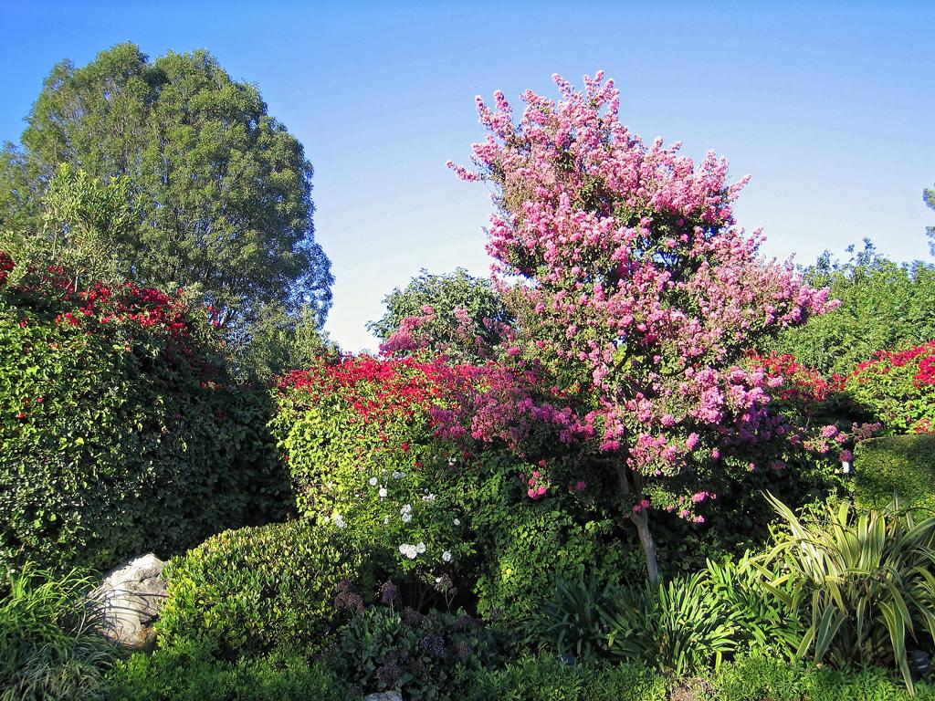 Blumen in Palos Verdes