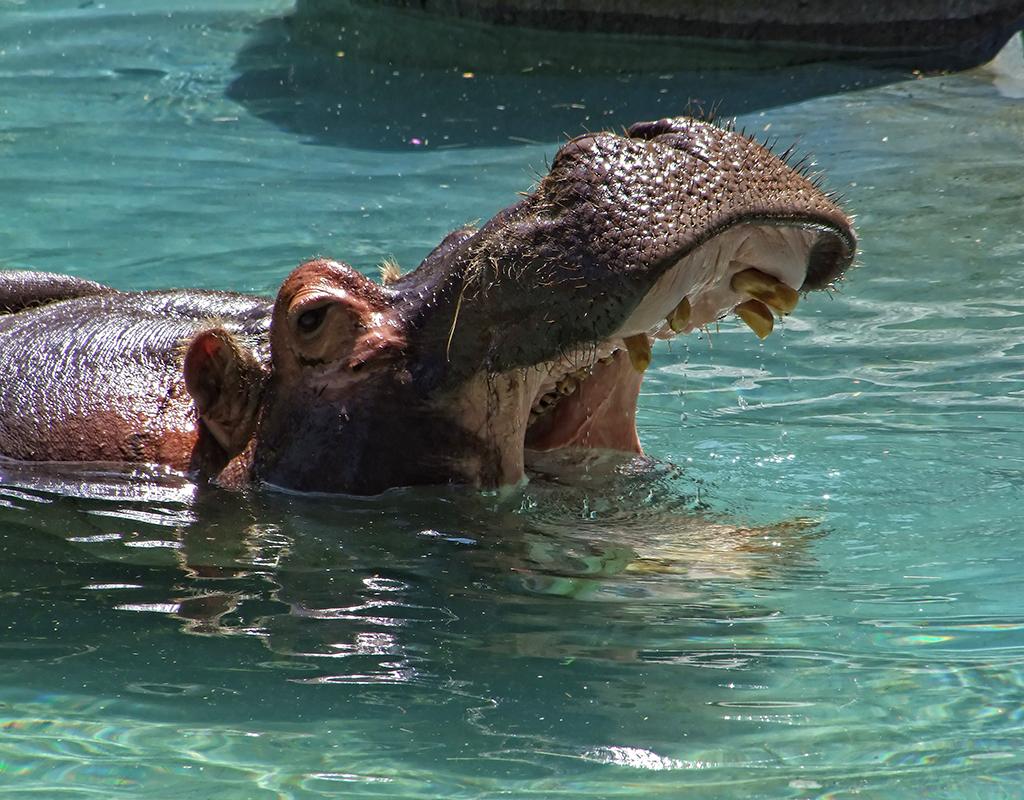 Hippo, LA Zoo