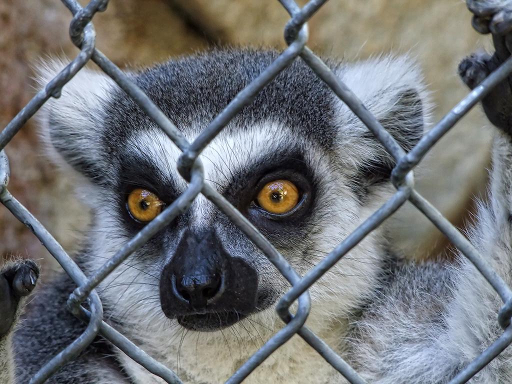 Lemur, LA Zoo